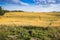 Oat field -rural landscape