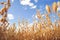 Oat florets on sunlit field full frame background