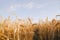 Oat florets on sunlit field full frame background