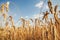 Oat florets on sunlit field full frame background