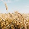 Oat florets on sunlit field full frame background