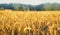 Oat florets on sunlit field full frame background