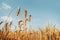 Oat florets on sunlit field full frame background