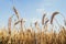 Oat florets on sunlit field full frame background