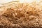 Oat grain background. Oat ears and spikelets as farm crop agriculture and healthy food