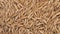 Oat grain closeup background