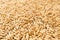 Oat grains as background, shallow dof