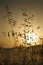 Oat plants in field at sunset in Tuscany.