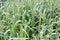 Oat plants seen from above