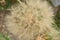 Oat Root plant seeds - Tragopogon Porrifolius