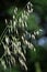 Oat seeding of ripening ears_6