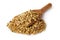 Oat seeds Avena sativa