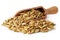 Oat seeds Avena sativa