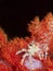 Oates's soft coral crab