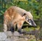Ð¡oati, genera Nasua and Nasuella, also known as the coatimundi is a member of the raccoon family native America.