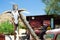 OATMAN ARIZONA, USA - AUGUST 7. 2009:  Skull of buffalo hanging on a pole in front of abandoned historical shop