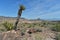 Oatman Road Landscape