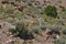 Oatman Road Landscape