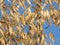 Oats against a cloudless blue sky