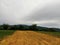 Oats field cut on cloudy sky