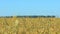 Oats field, grain field, ears of corn oats, crop season, ripe oats, grain oats, rural harvester combine crop farm