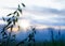 Oats field at sunset with blue fog