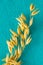 Oats twig on blue background. Top view