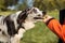 OBEDIENCE DOG CONCEPT. BORDER COLLIE PUPPY BROUGHT THE TENNIS BALL HOSTESS AND LAYS DOWN OWNER HAND