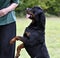 obedience training with a rottweiler