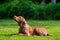 Obedience training. Vizsla puppy learning the Lie down Command. Cute Hungarian Vizsla puppy laying down on lawn.