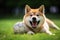 Obedient Akita Inu dog lounging on green lawn with a ball