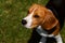 Obedient Beagle