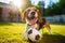 Obedient beagle plays with a soccer ball in summer