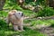 Obedient beige dog waiting for its owner eagerly in the Maltese countryside.