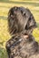 Obedient black Standard Schnauzer dog sits and looks at the handler