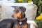 Obedient blue doberman female dog sitting on the lawn chair next to a yellow Protea Flower shrub