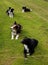 Obedient collie dogs
