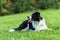Obedient Corder Collie is lying in a park on the floor