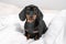 Obedient cute black and tan dachshund puppy sitting on white blanket and touching gaze looks straight in bedroom. Gentle