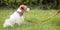 Obedient cute smart jack russell terrier dog sitting in the grass on a red leash