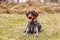 Obedient czech pointer with orange collar cheerfully sitting on the ground and waits on her owner. Happy expression. The joy of