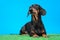 obedient dachshund dog lies on artificial turf and carefully watching something while executing command during training