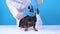 Obedient dachshund dog is regularly checked by veterinarian in hospital to prevent diseases, blue background, copy space