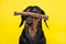 Obedient dachshund keeps on the nose dried tasty treat, correctly performed trick, copy space for advertising text. Portrait of