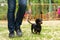 Obedient dachshund puppy on a leash runs with handler on green grass participating in competitions during international