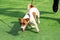 Obedient dog and long-line training leash on green grass background