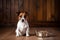 An obedient dog on the wooden floor near a bowl of food and waits for permission. Charming jack russel terrier