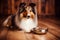 An obedient dog on the wooden floor near a bowl of food and waits for permission. Charming red Sheltie puppy. Generative