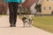Obedient dogs walk on a leash with their owner in the village - cute Jack Russell Terriers
