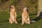 Obedient Golden Retrieve Dogs